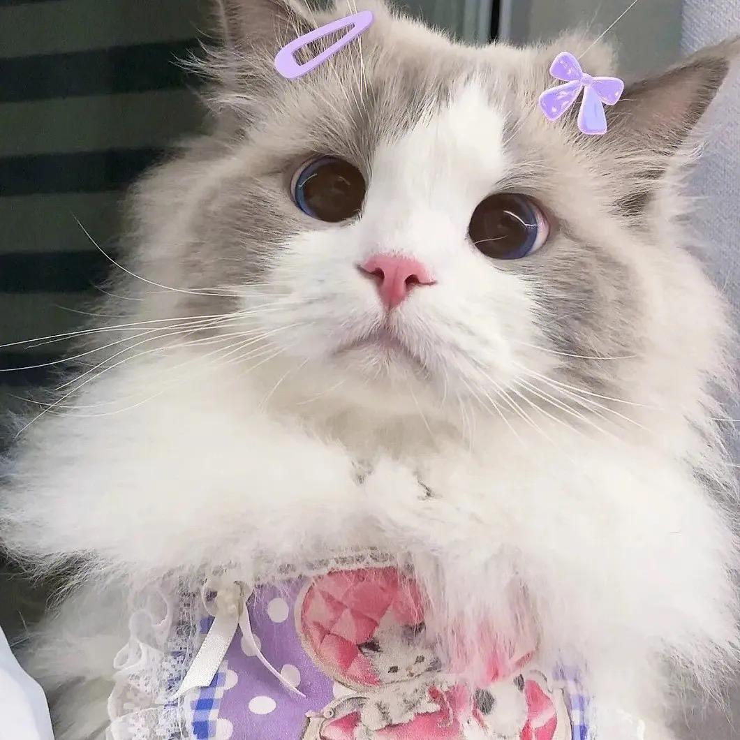 甜气预报💕💕