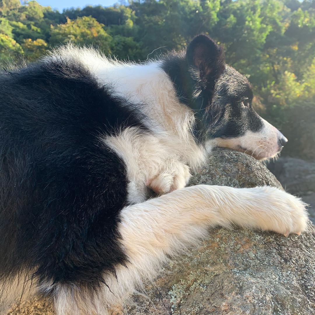 边牧好运🈵🈵