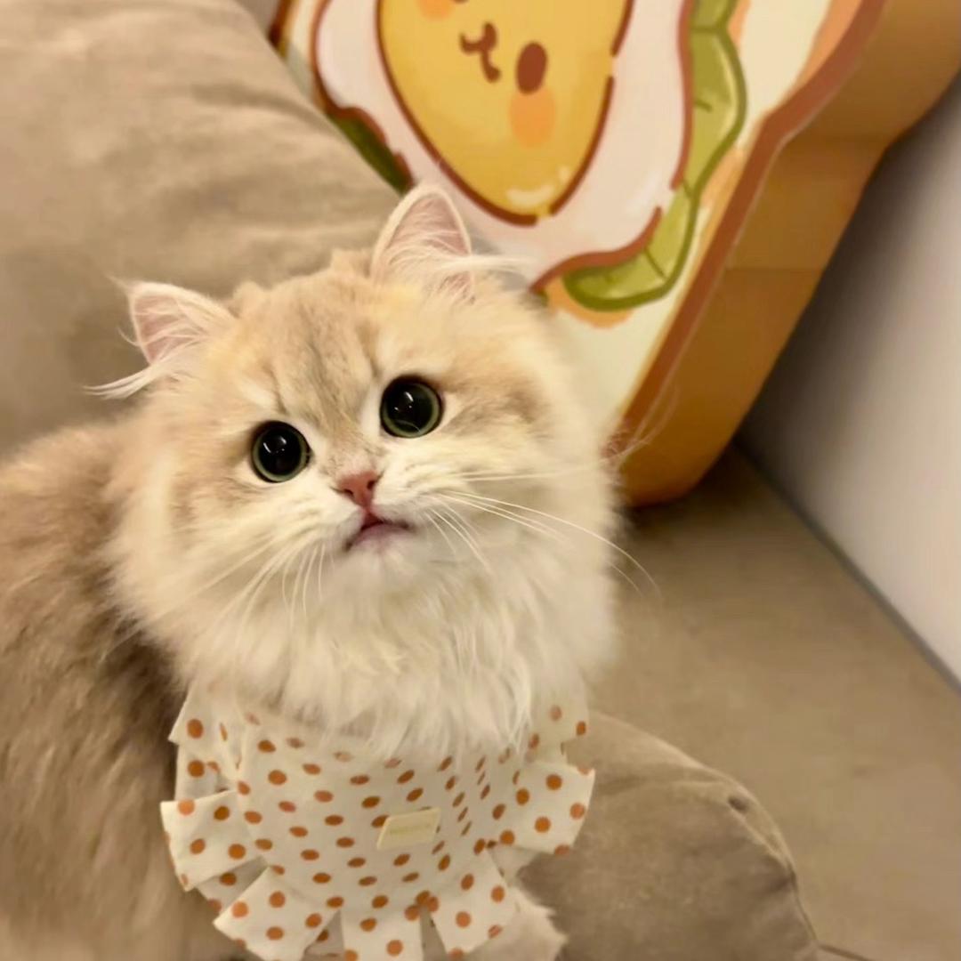 倪好uni