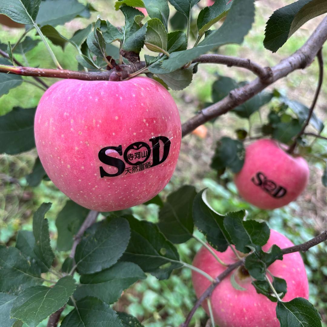 🍎金苹果
