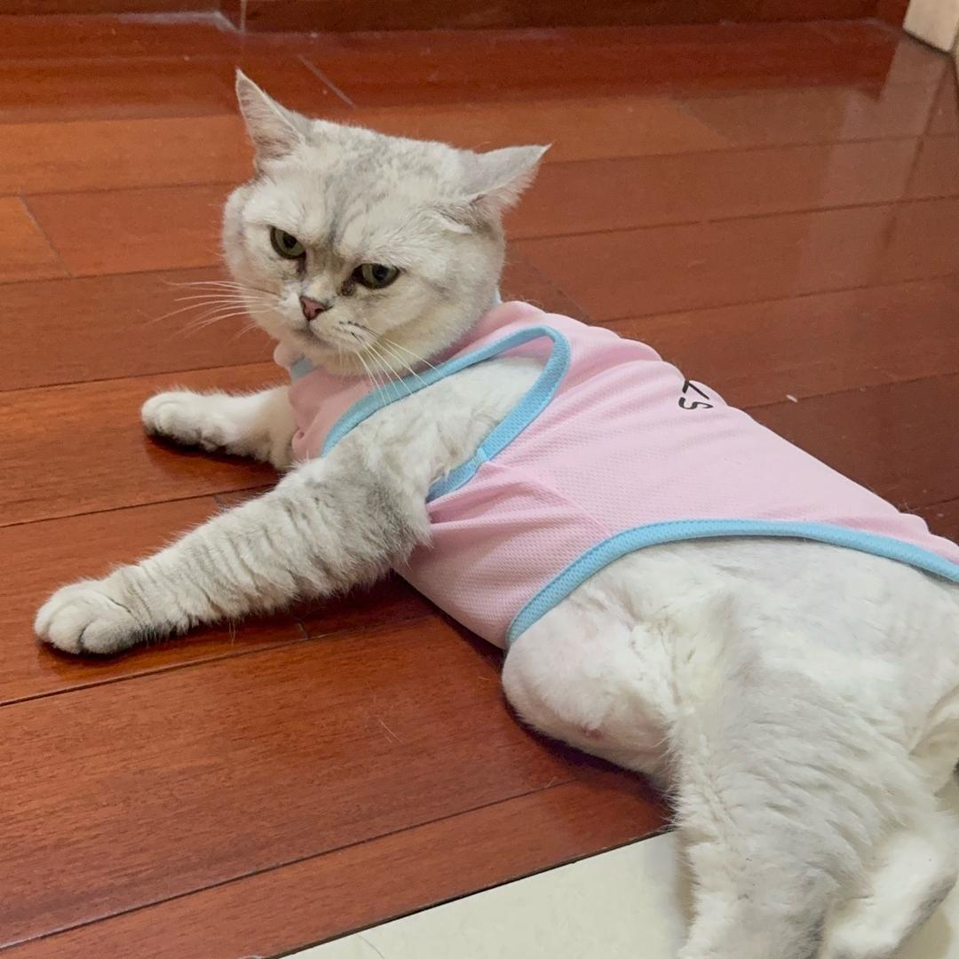 妮蔻的搞笑日常