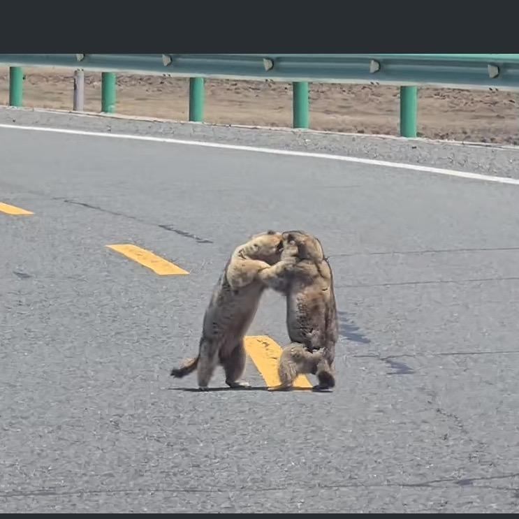 动物世界