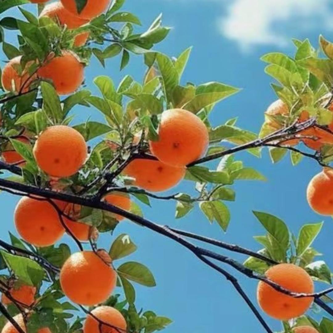 邮一颗草莓🍓