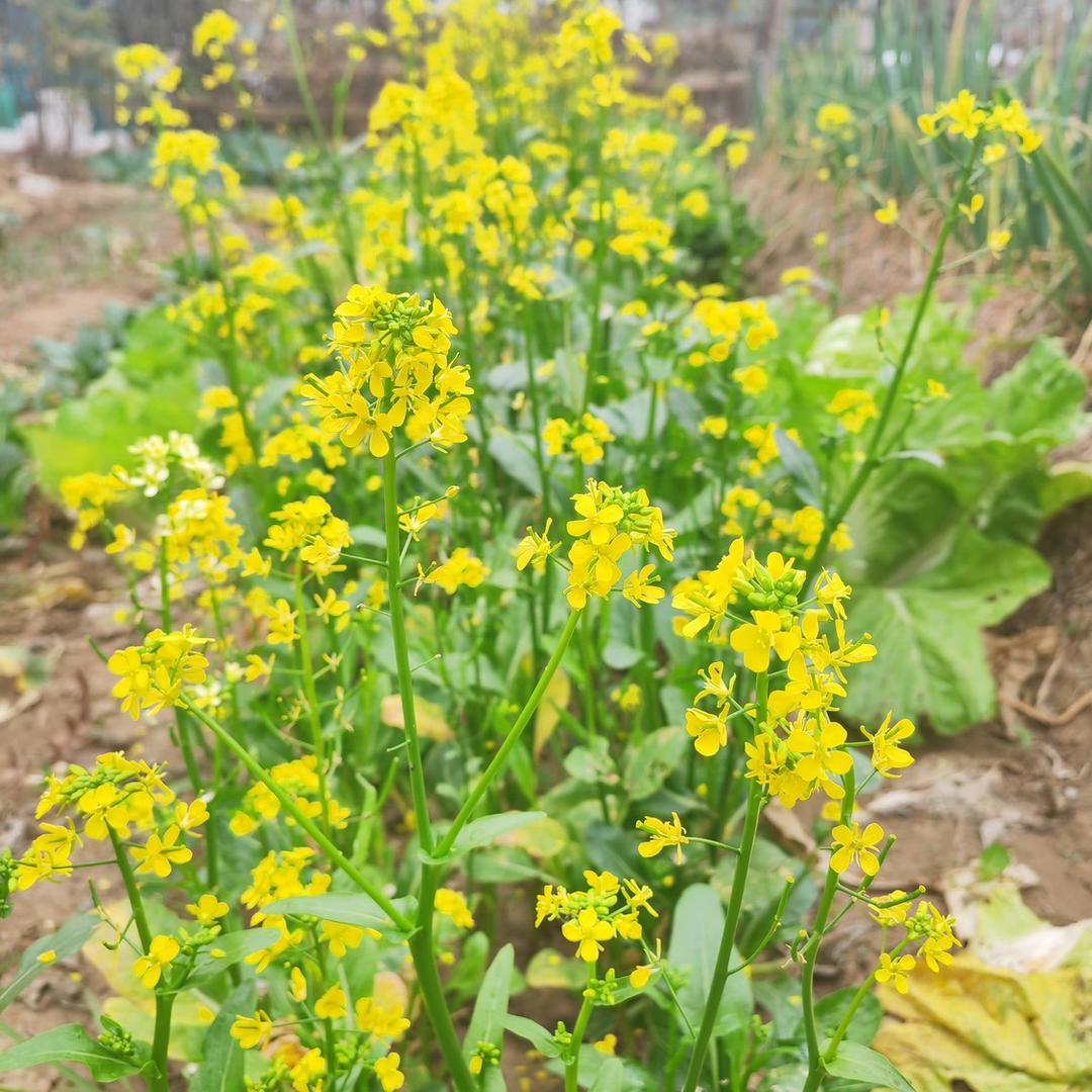 阿铭油菜