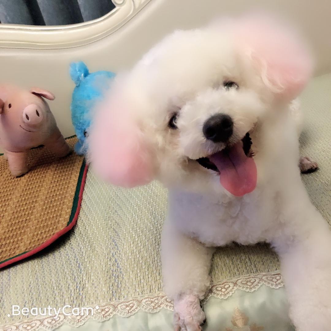 双鱼@