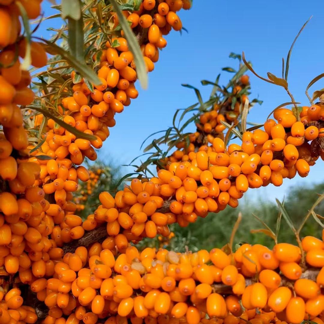 新疆有机沙棘全果原浆