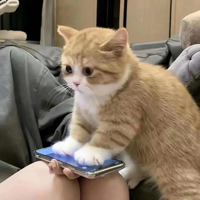 熬夜变猪