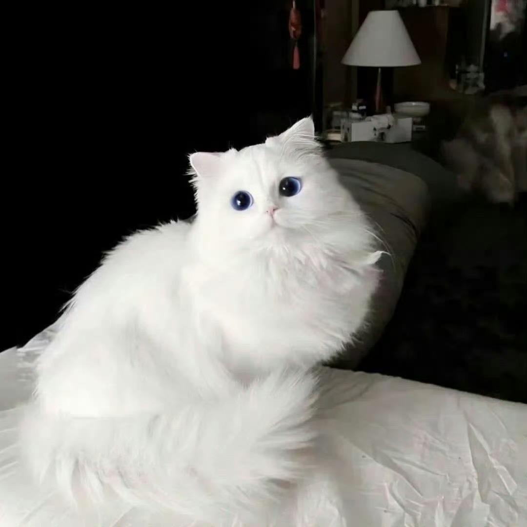 嗝屁小齿