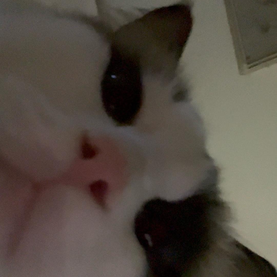 齐齐🐾2.0