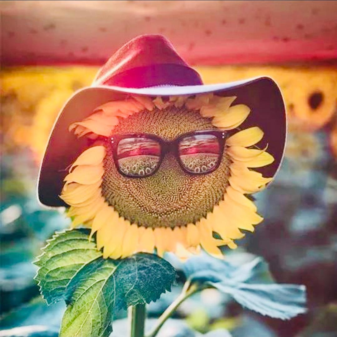 🌻未来可期