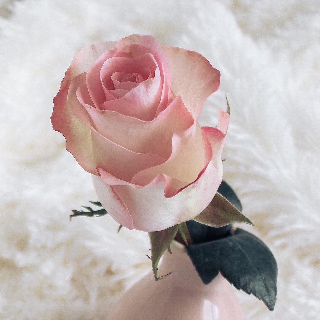 海棠     𓆡𓆝𓆟𓆜𓆞