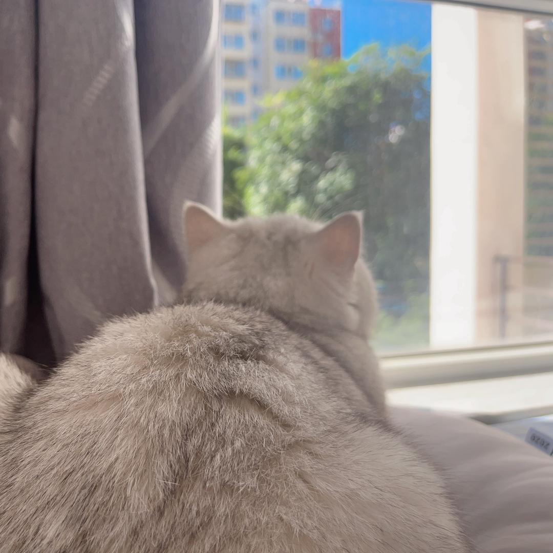 梁小发是只猫🐱