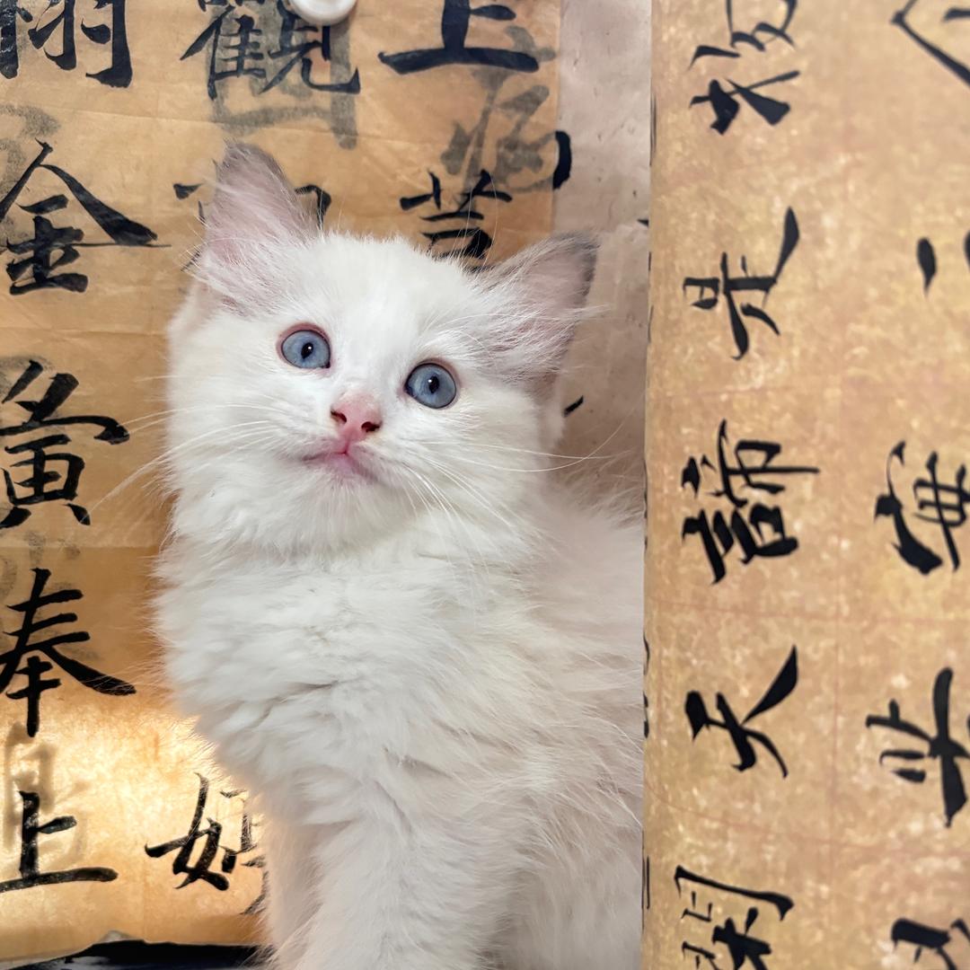小破字