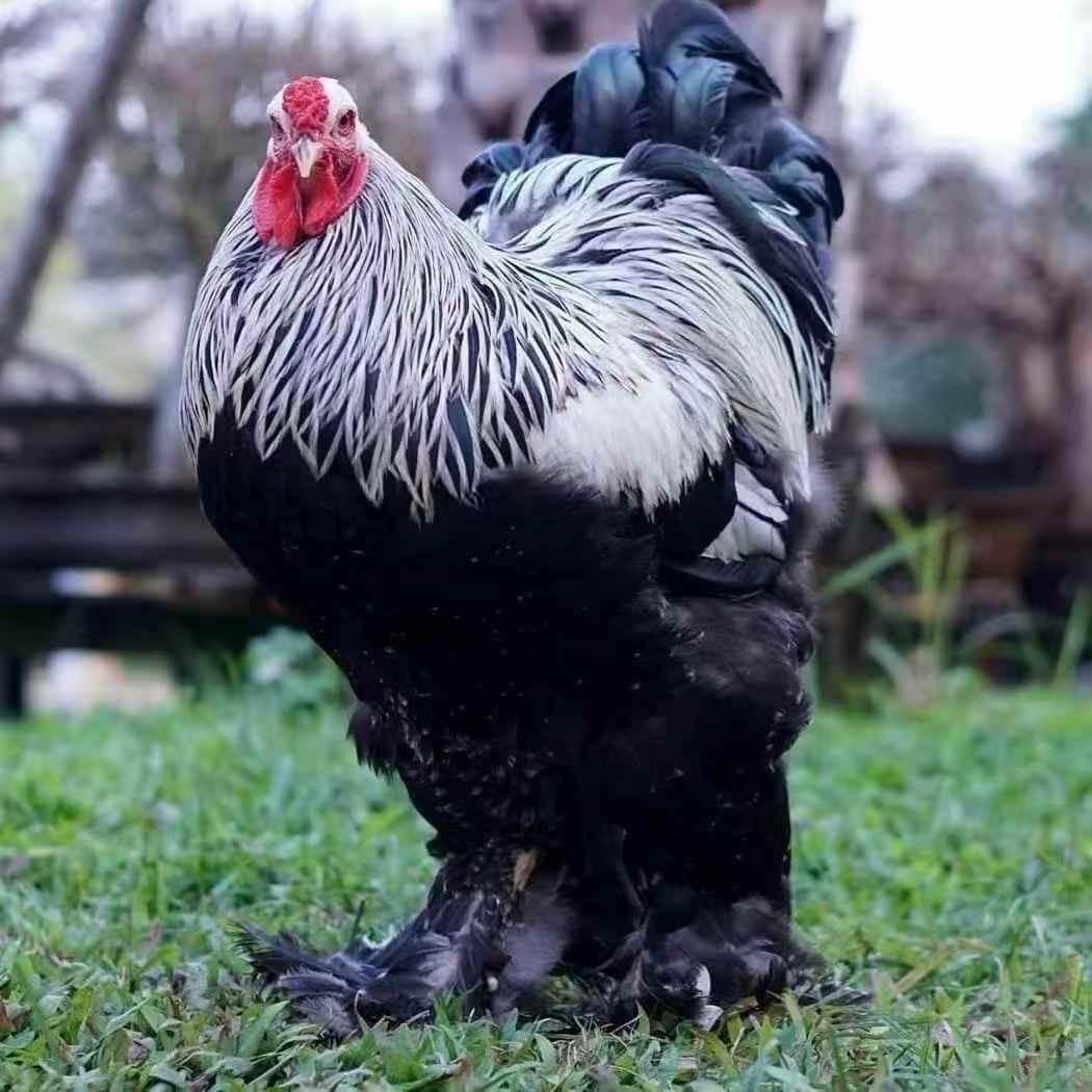 鸡大哥