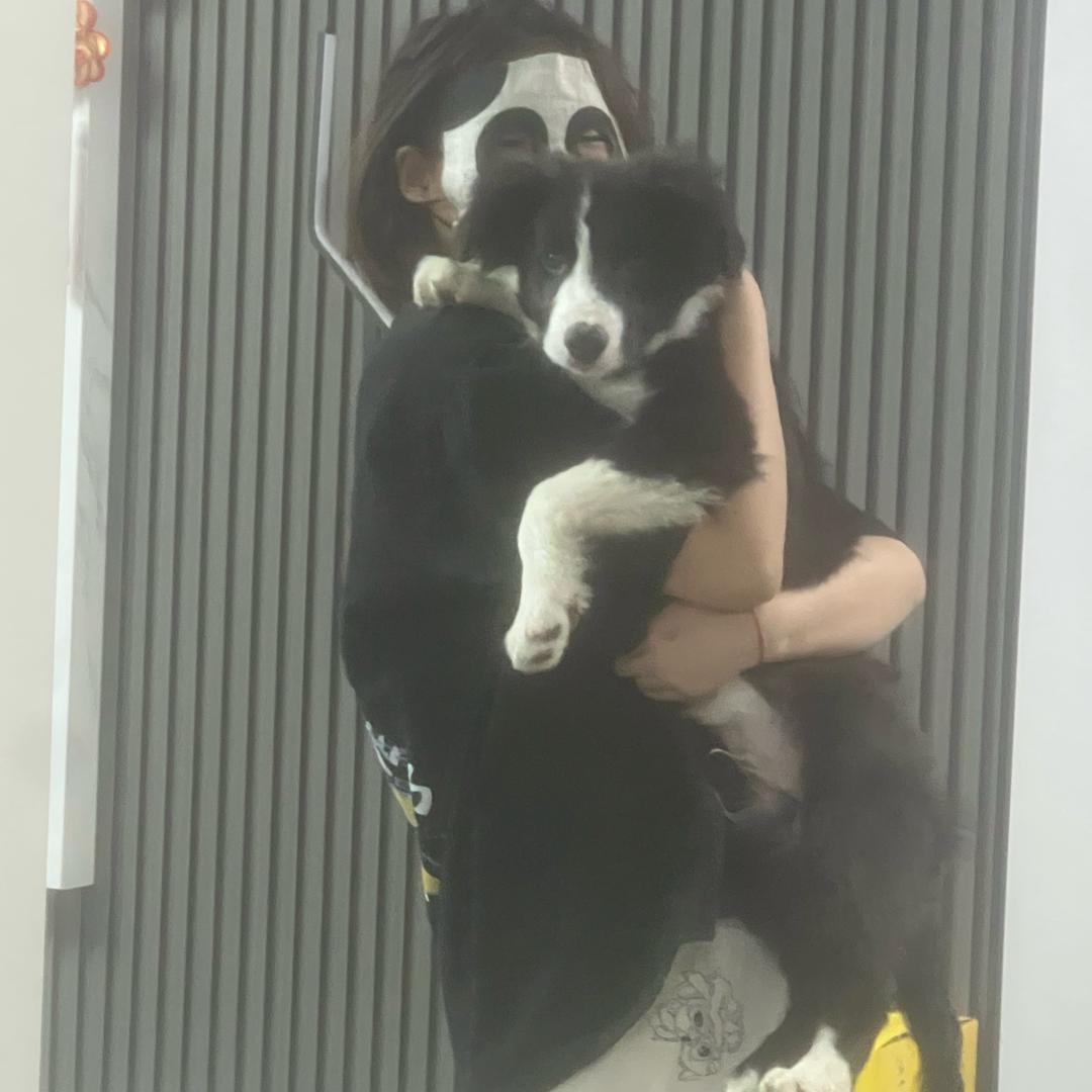 寿司是边牧