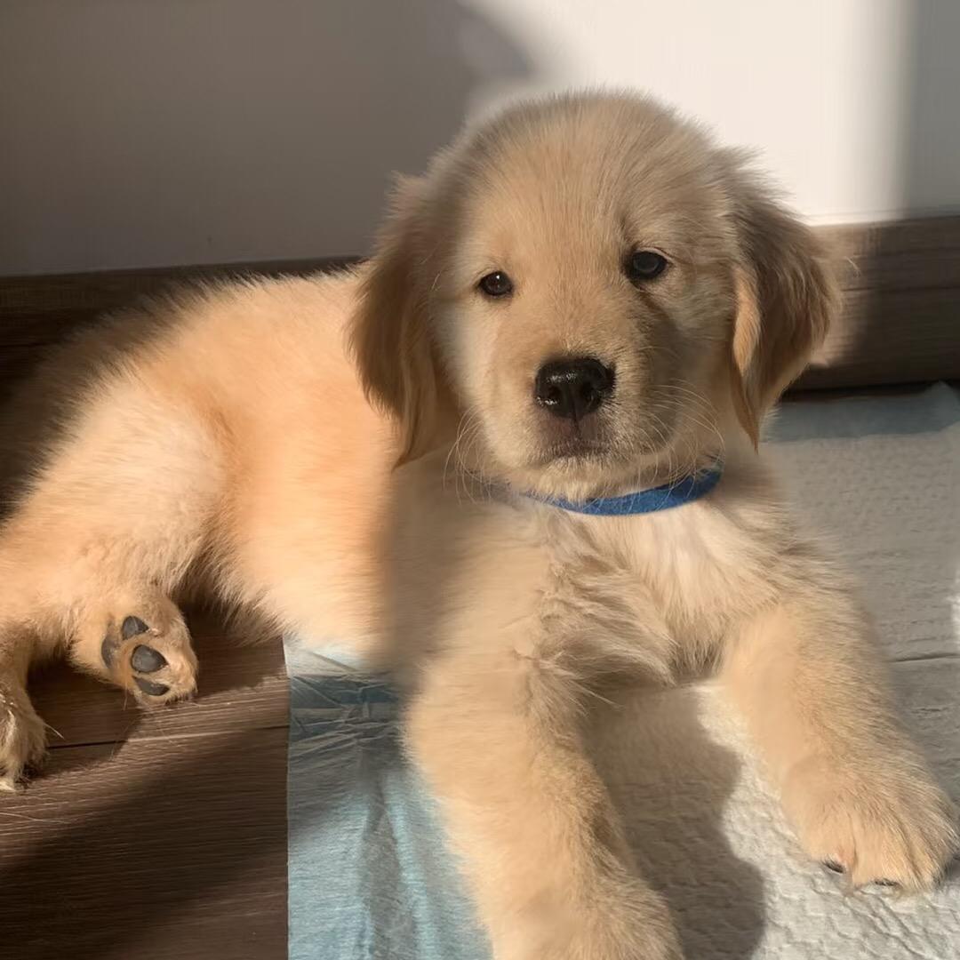 金毛犬舍（买🐶丝）