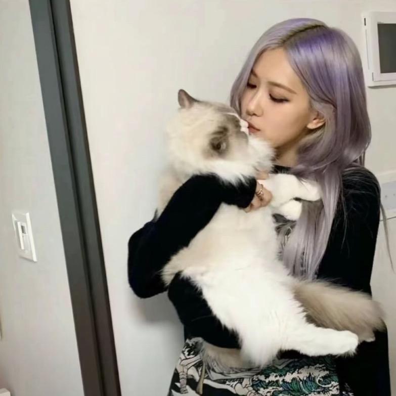 宅猫
