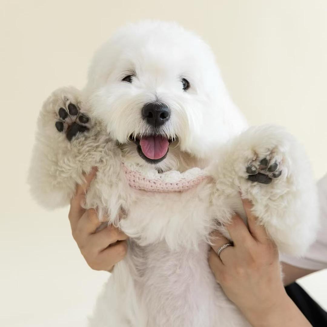 春川棉花面纱犬