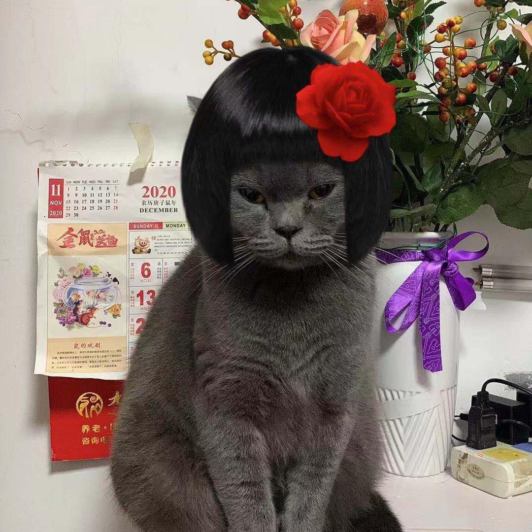 老猫