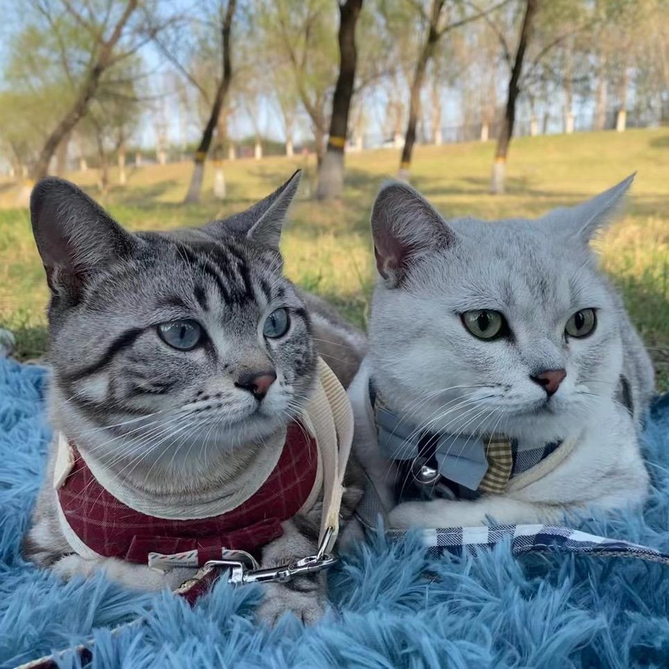 不吃鱼的猫～