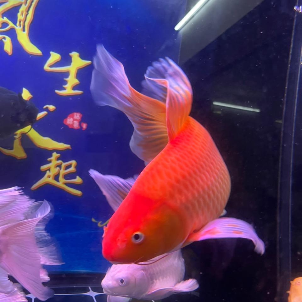 爱丽蝴蝶鲤
