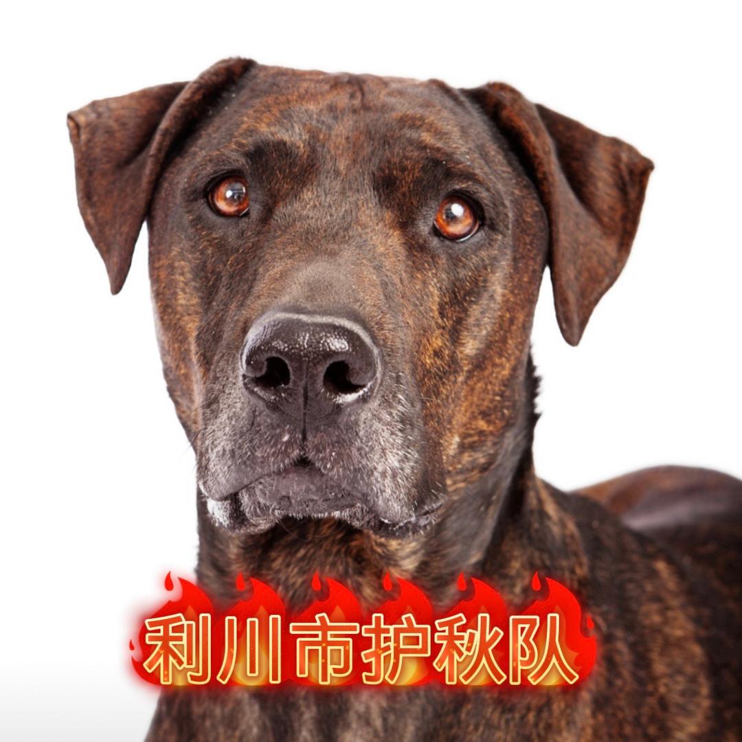 友崽-大山实战猎犬（公益护农）