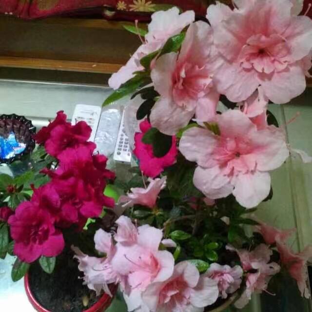 ꧁ღ᭄平🌸安꧂²⁰²⁵