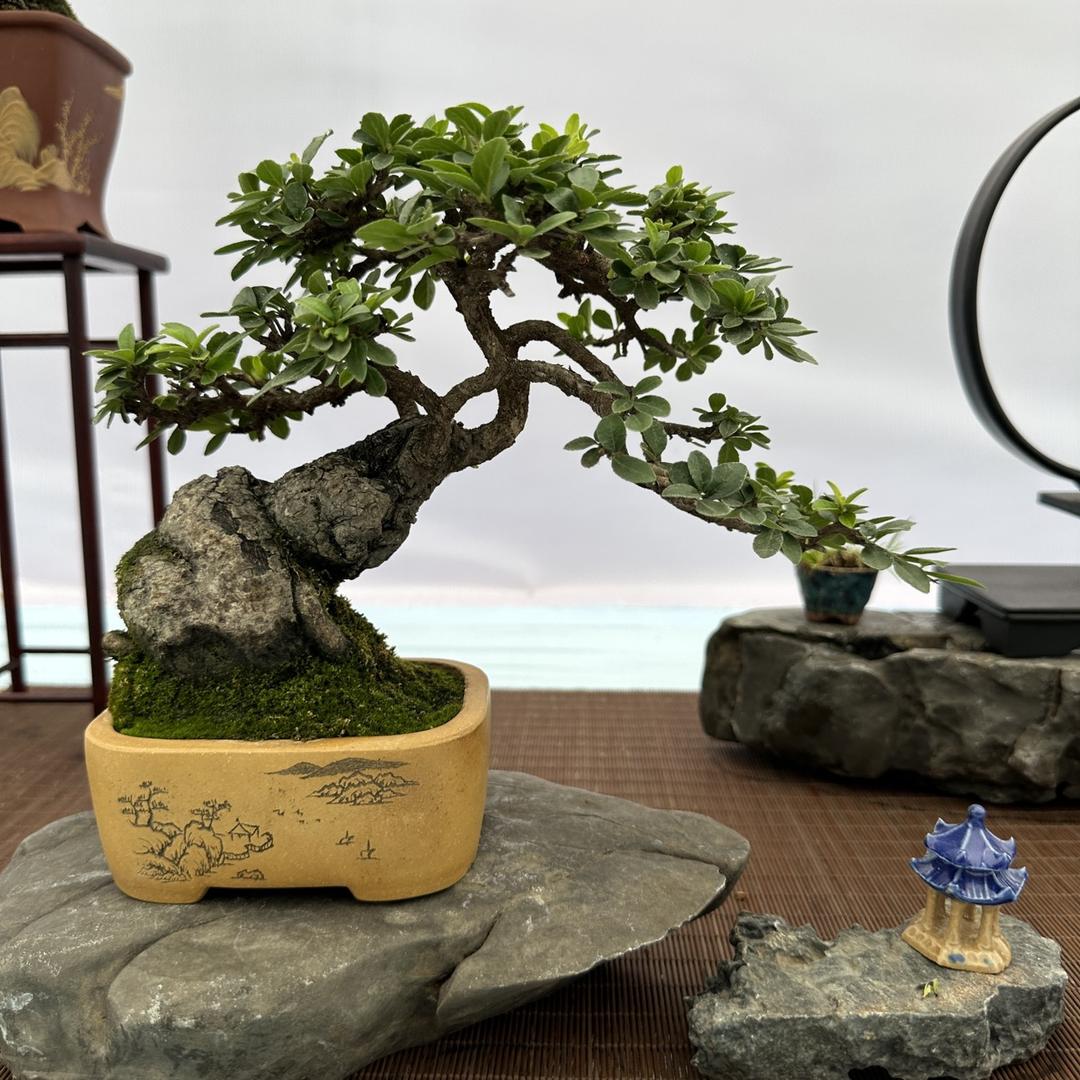 张家花园(大掌柜)