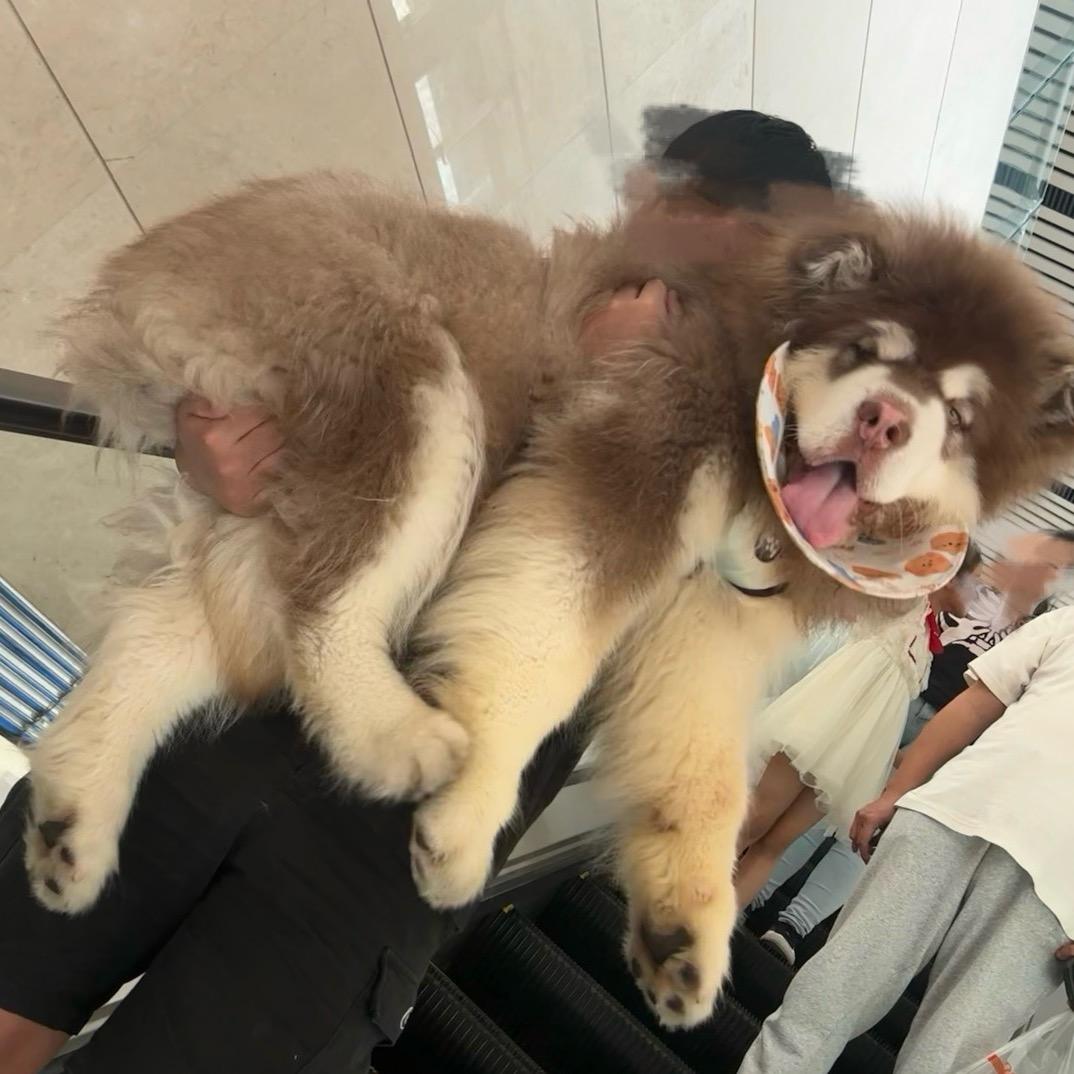 领养一头牛马（逆水寒手游探索）