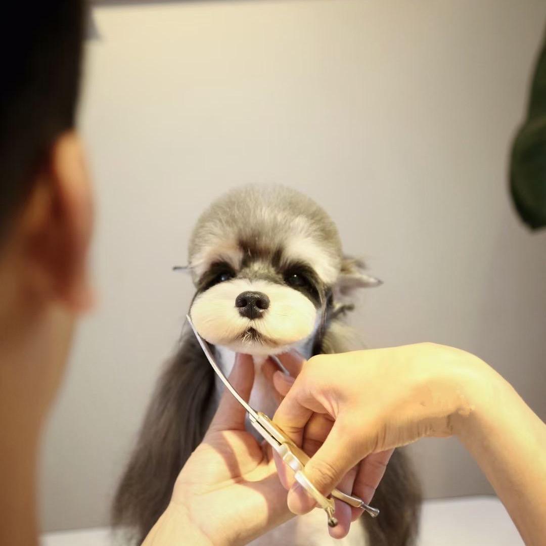 宠艺tony（预约制）