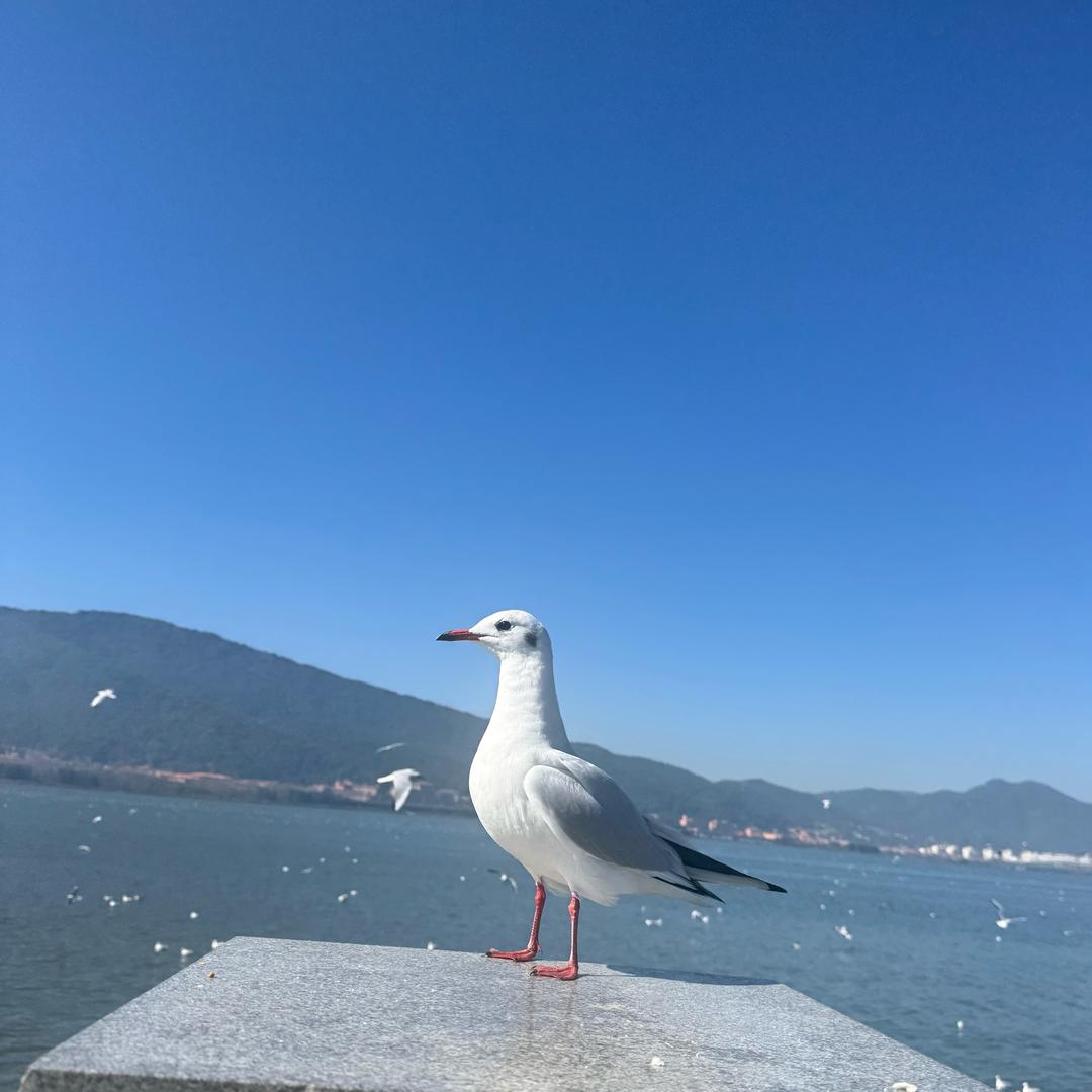 🌸封心锁爱🌸