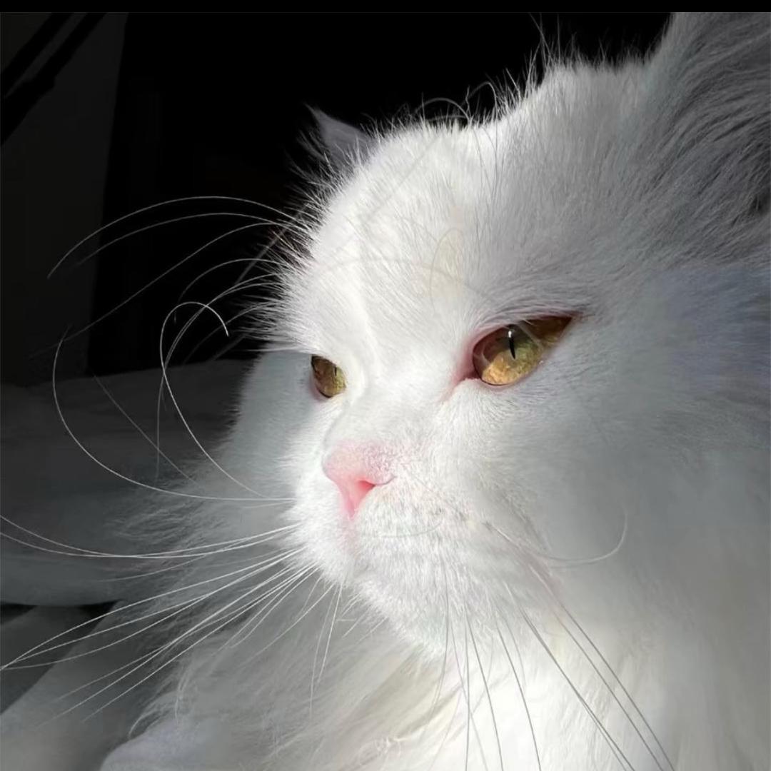 𝓟𝓻𝓲𝓷𝓬𝓮𝓼𝓼