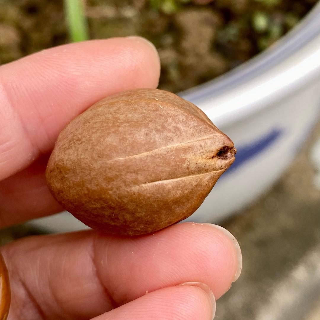 苏工财弥核雕