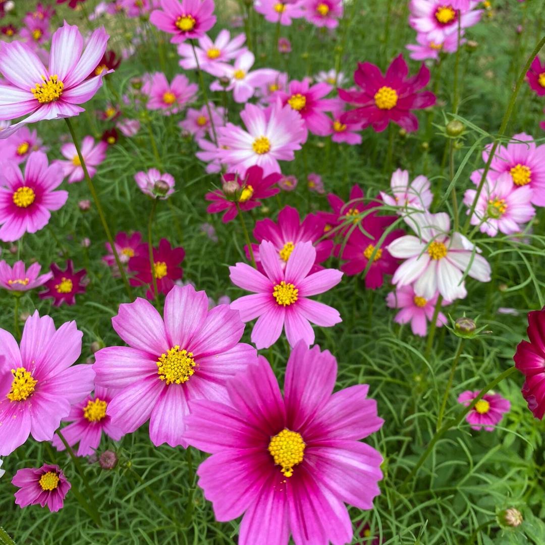 康之美花卉园艺