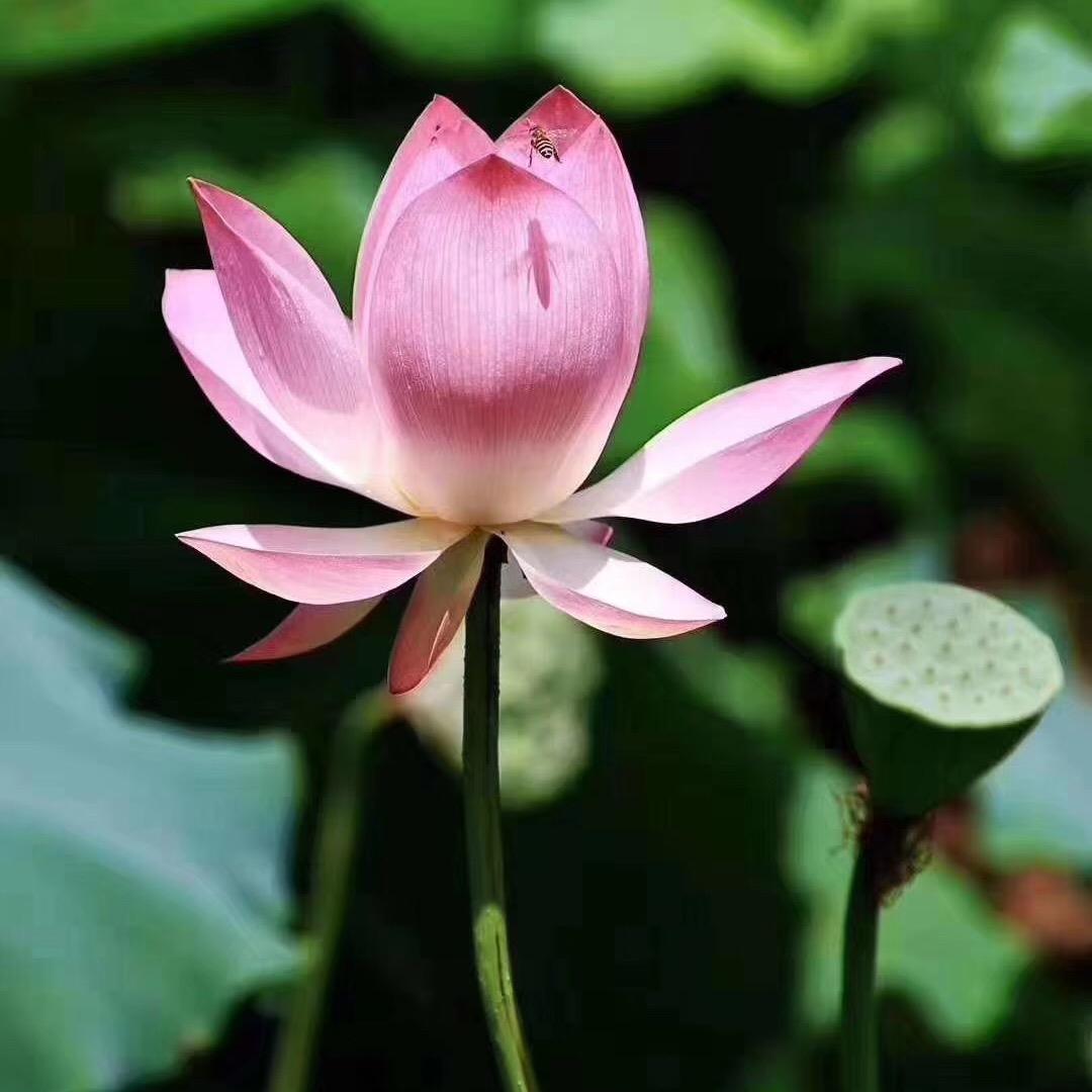 渣渣李