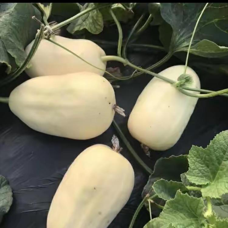 满吉