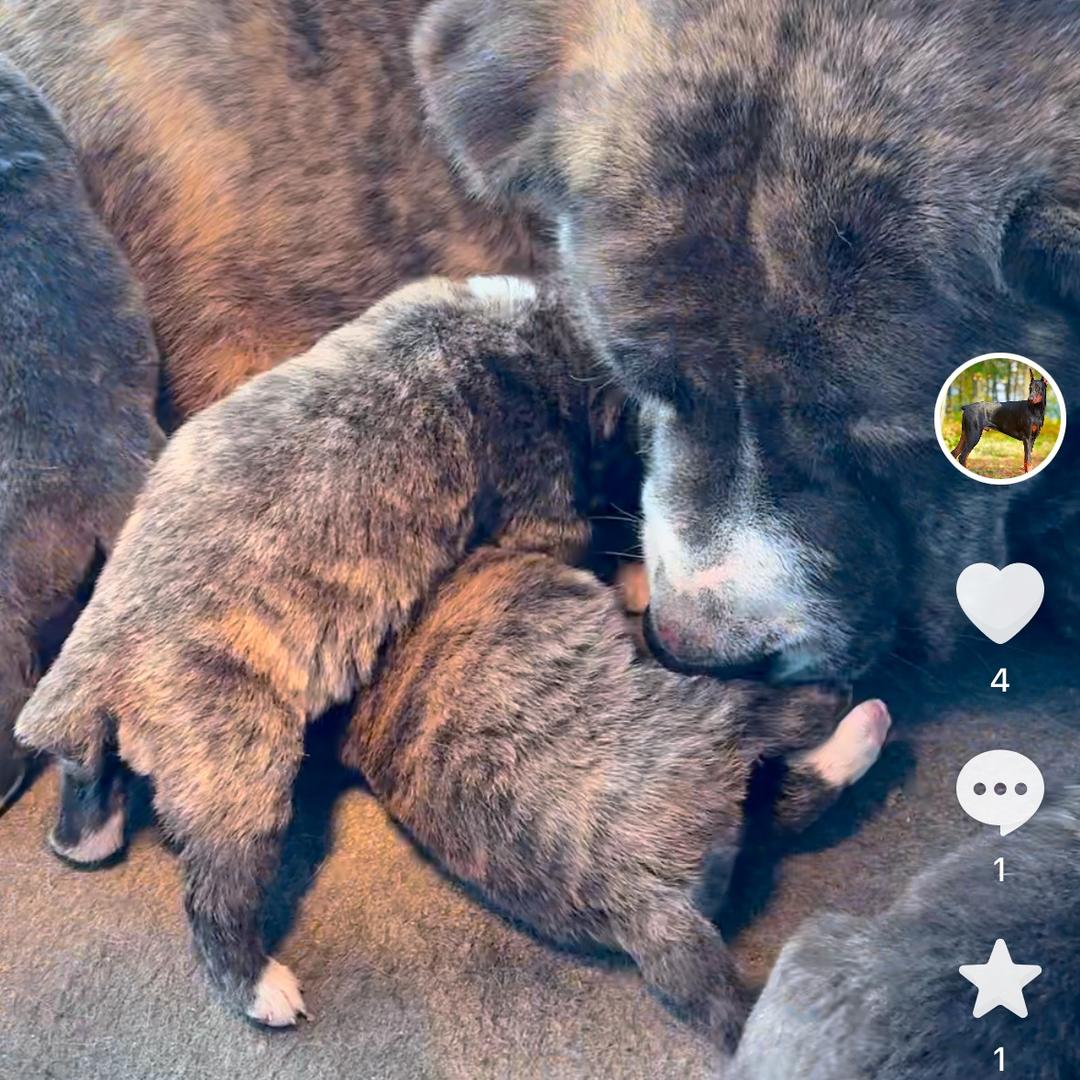 东诚犬舍