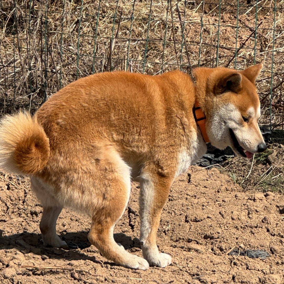 小沈。