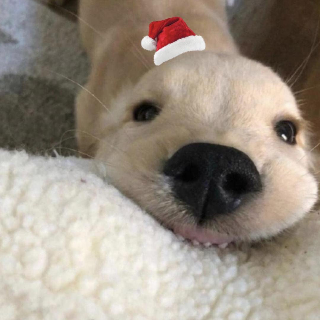 奕