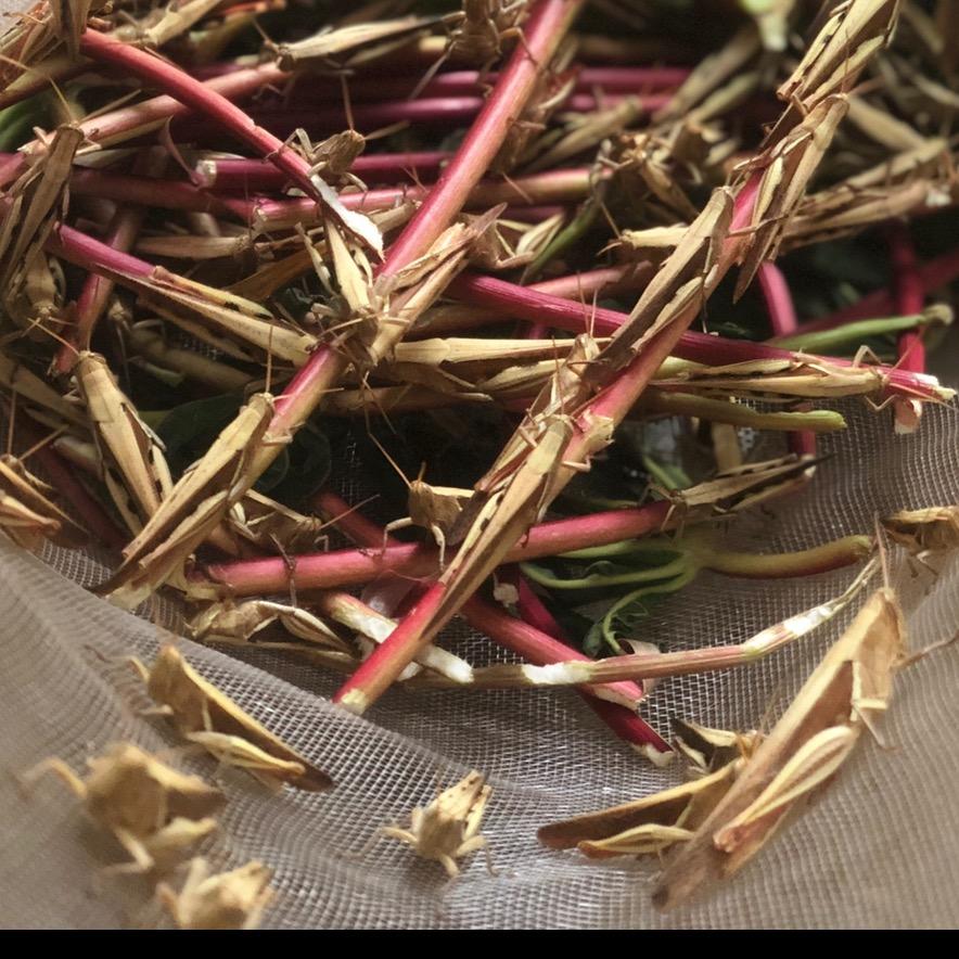 阿泽《招聘代理》