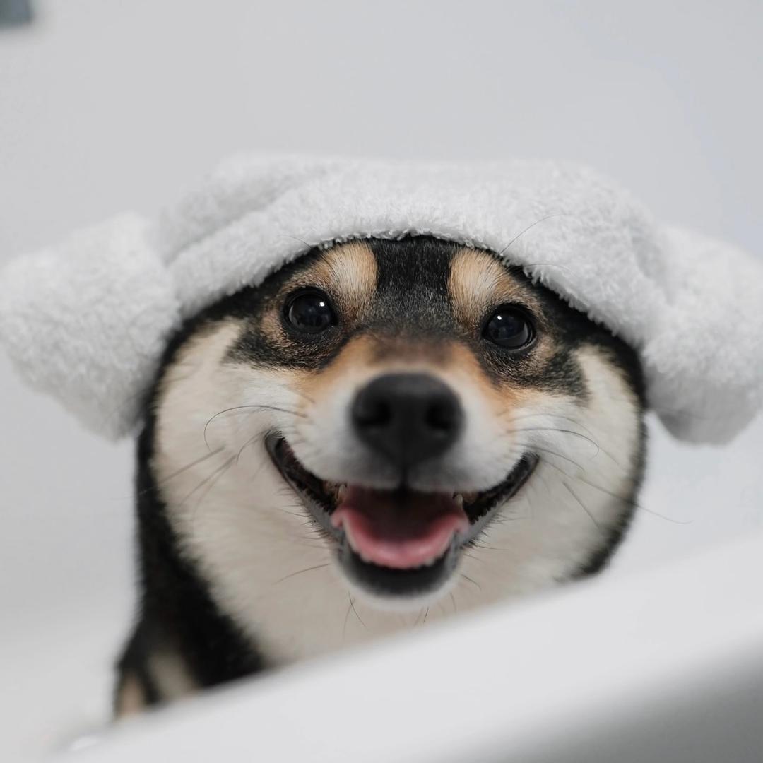修胖狗