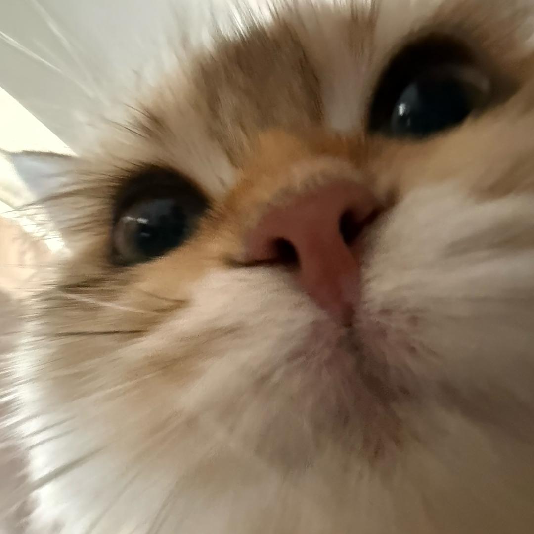 超级无敌美少女战士