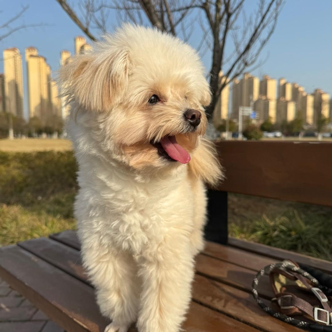 布丁是只汪🐶