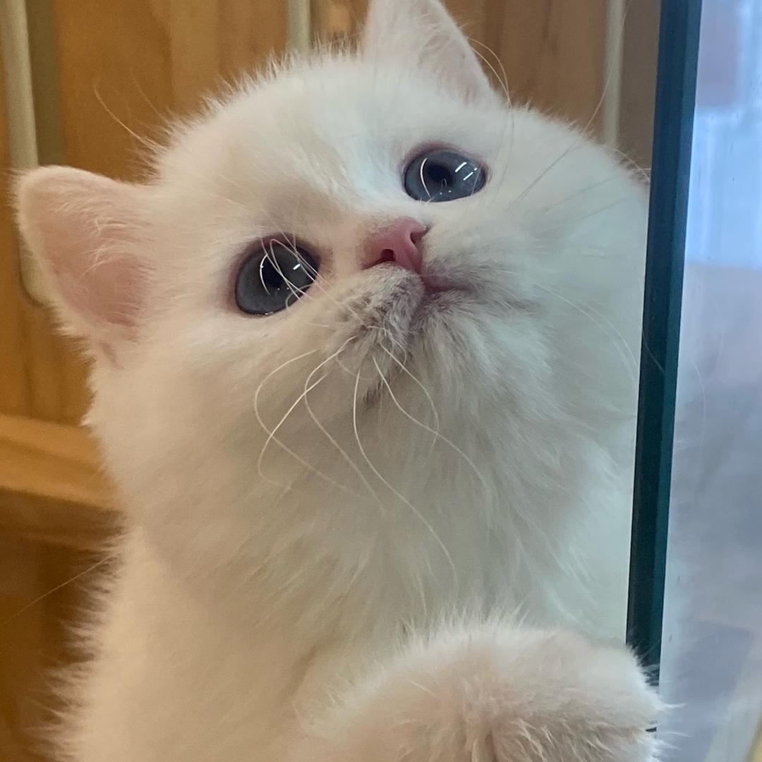 小猫不喵（看🐷页）