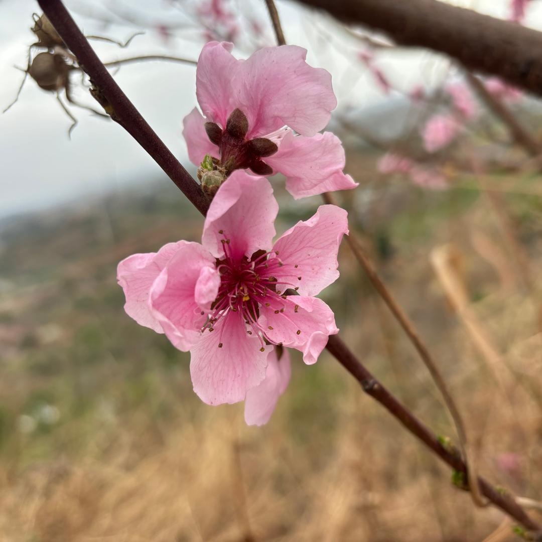 锦公子