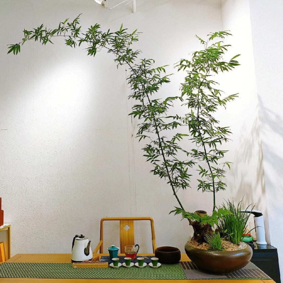 穆穆桩艺
