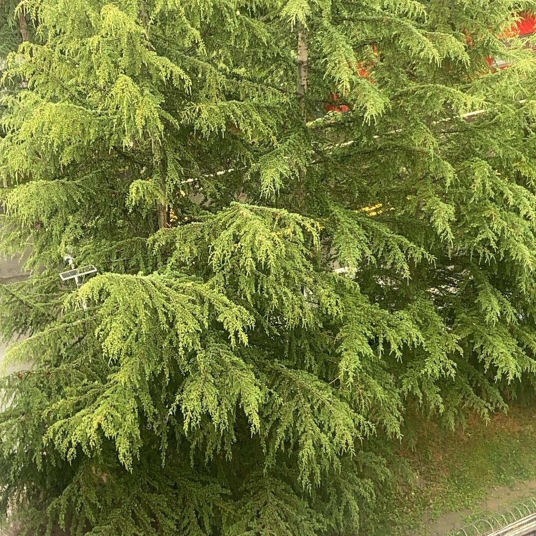 诺原迪扎西