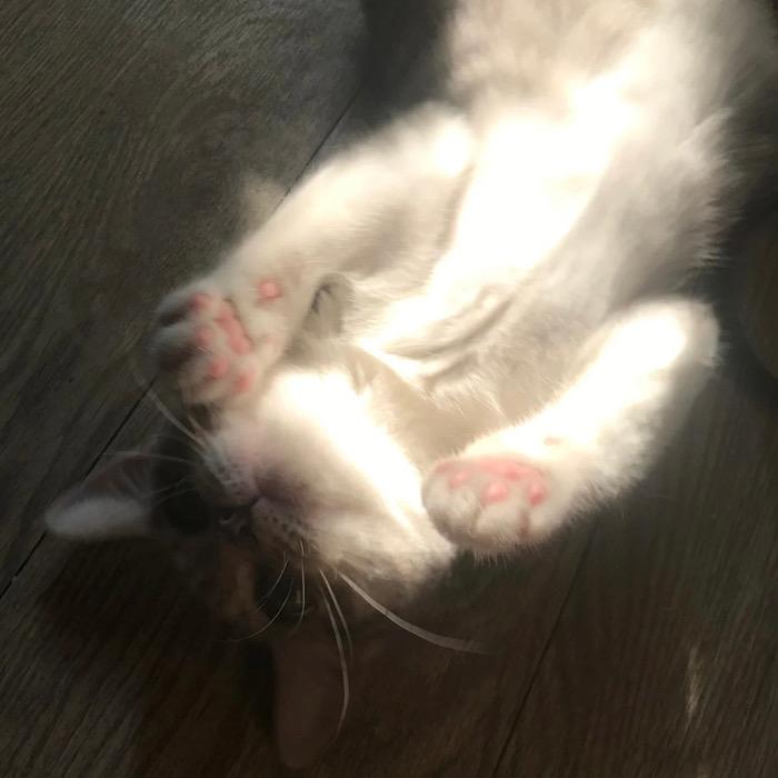 木木夕目