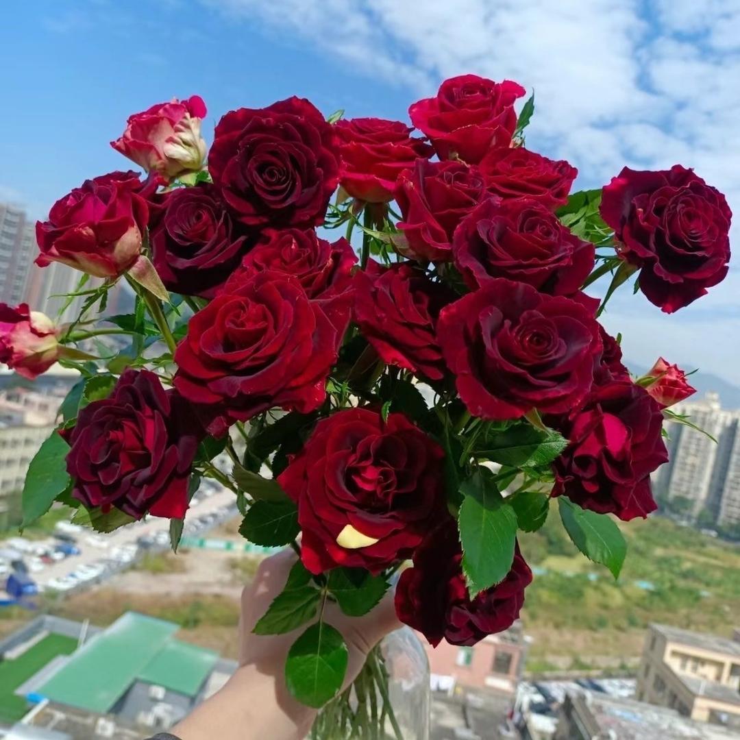 夏初花卉绿植