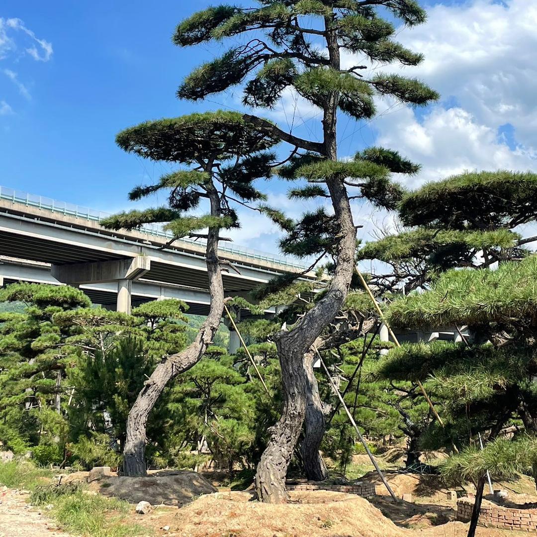 徐泽功造型油松造型黑松景观松